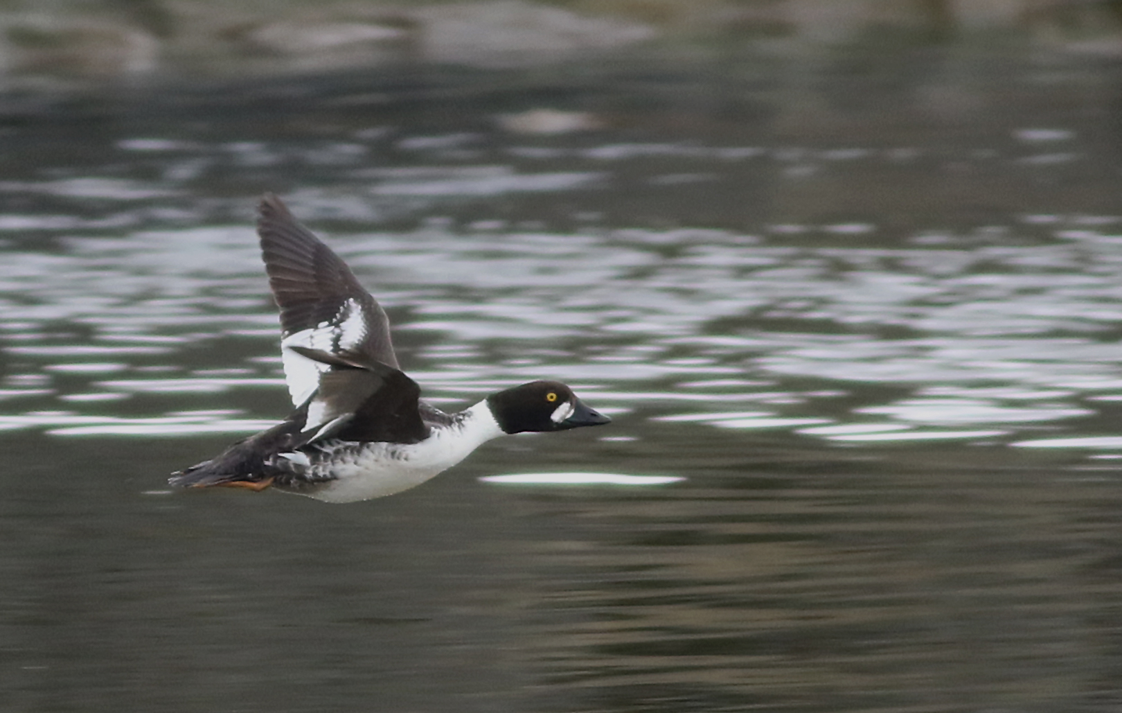 Common Goldeneye
